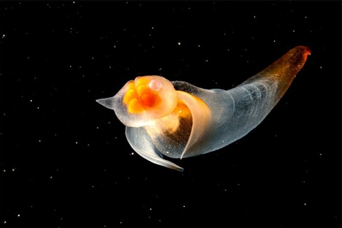  Морской ангел (Clione limacina) - вид брюхоногих моллюсков из отряда Голотелых (Gymnosomata) 