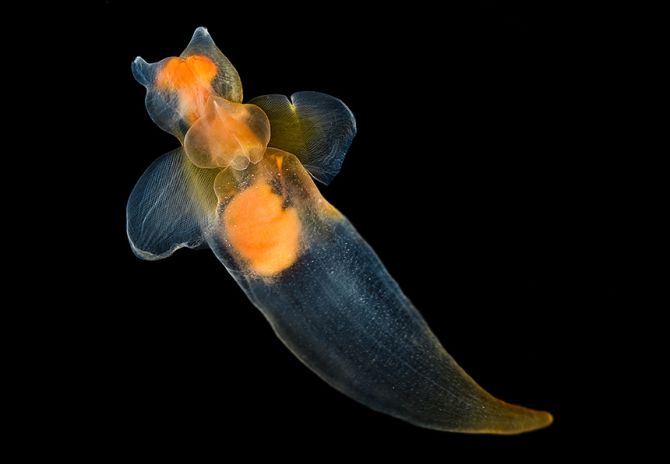  Морской ангел (Clione limacina) - вид брюхоногих моллюсков из отряда Голотелых (Gymnosomata) 