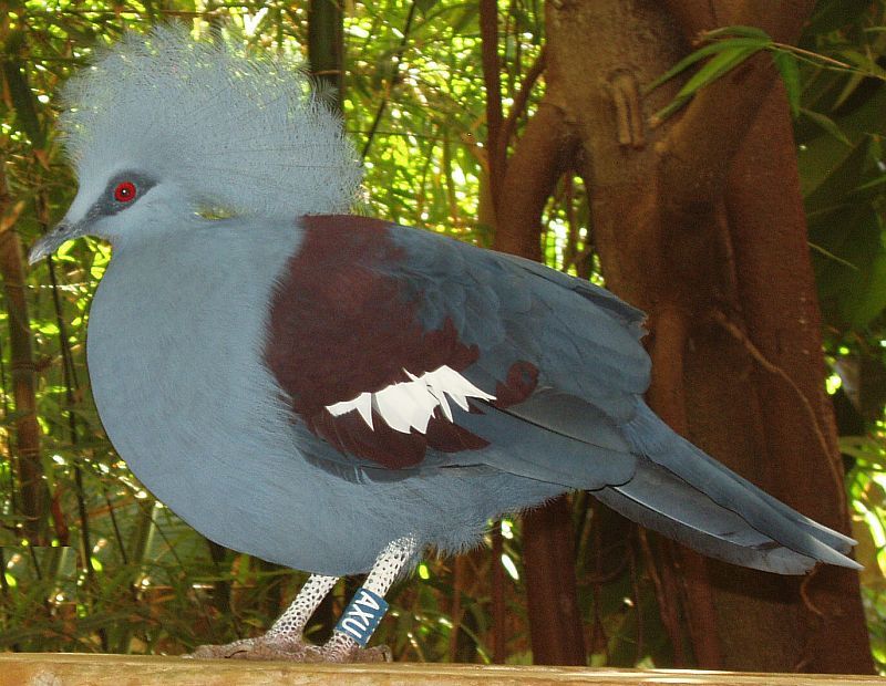  Венценосный голубь (Goura) 