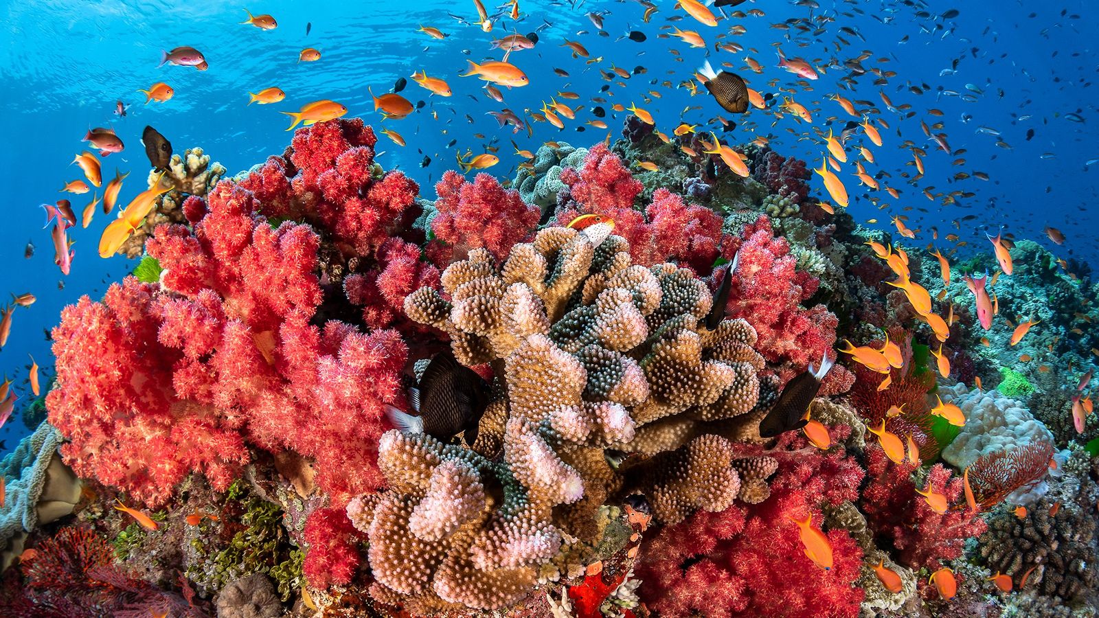 Коралловый риф — как растёт и образуется, из чего состоит? | Фото, видео